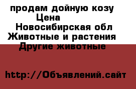 продам дойную козу › Цена ­ 6 000 - Новосибирская обл. Животные и растения » Другие животные   